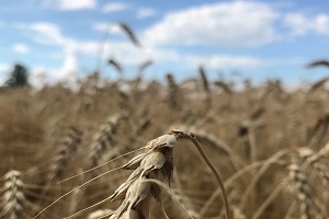 All-time mininum production of winter cereals - July 2023